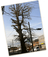 大きないちょうの木